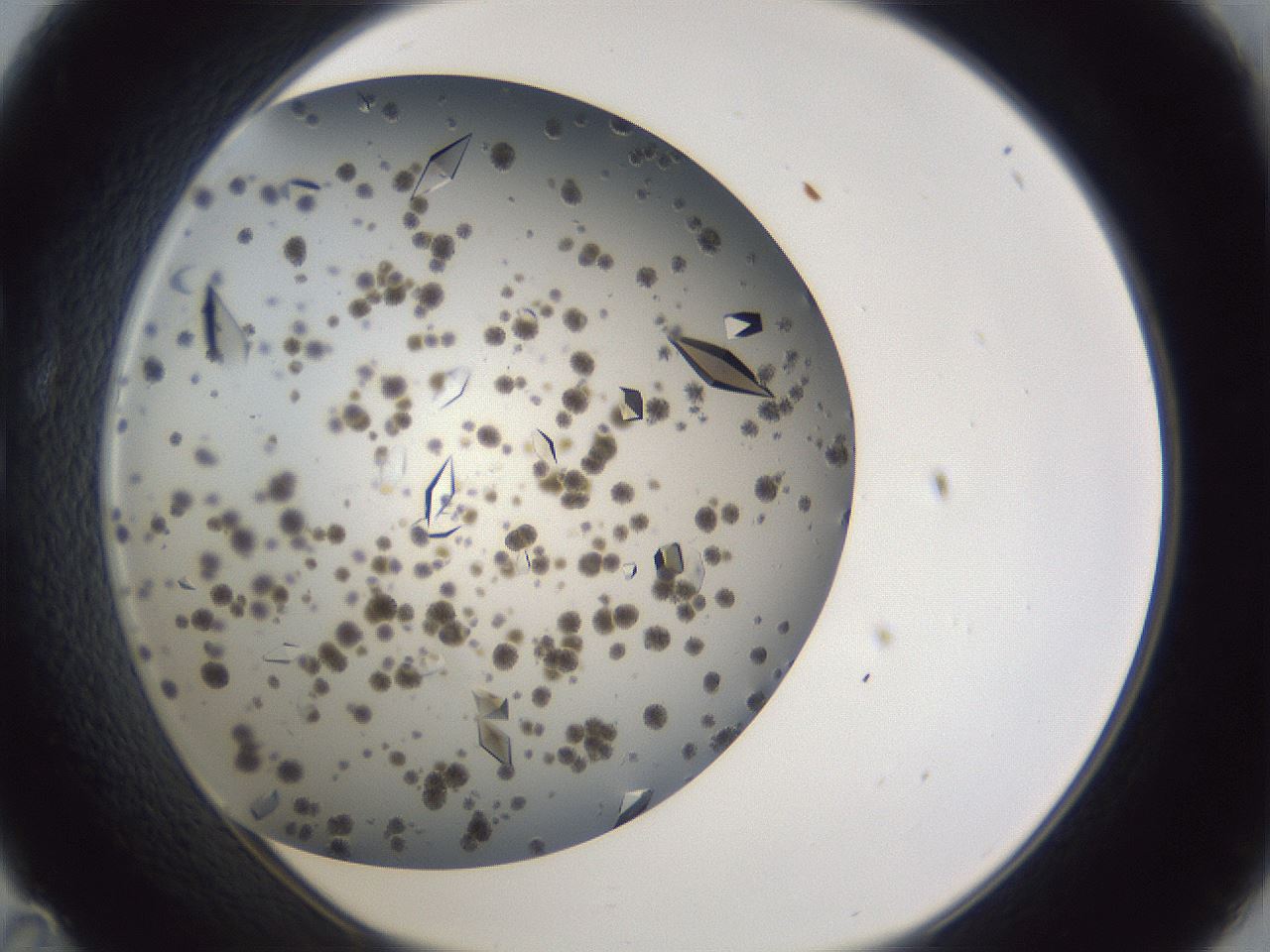 folderID899_plateID1899_batchID8128_wellNum35_profileID1_d1_r126990_ef.jpg