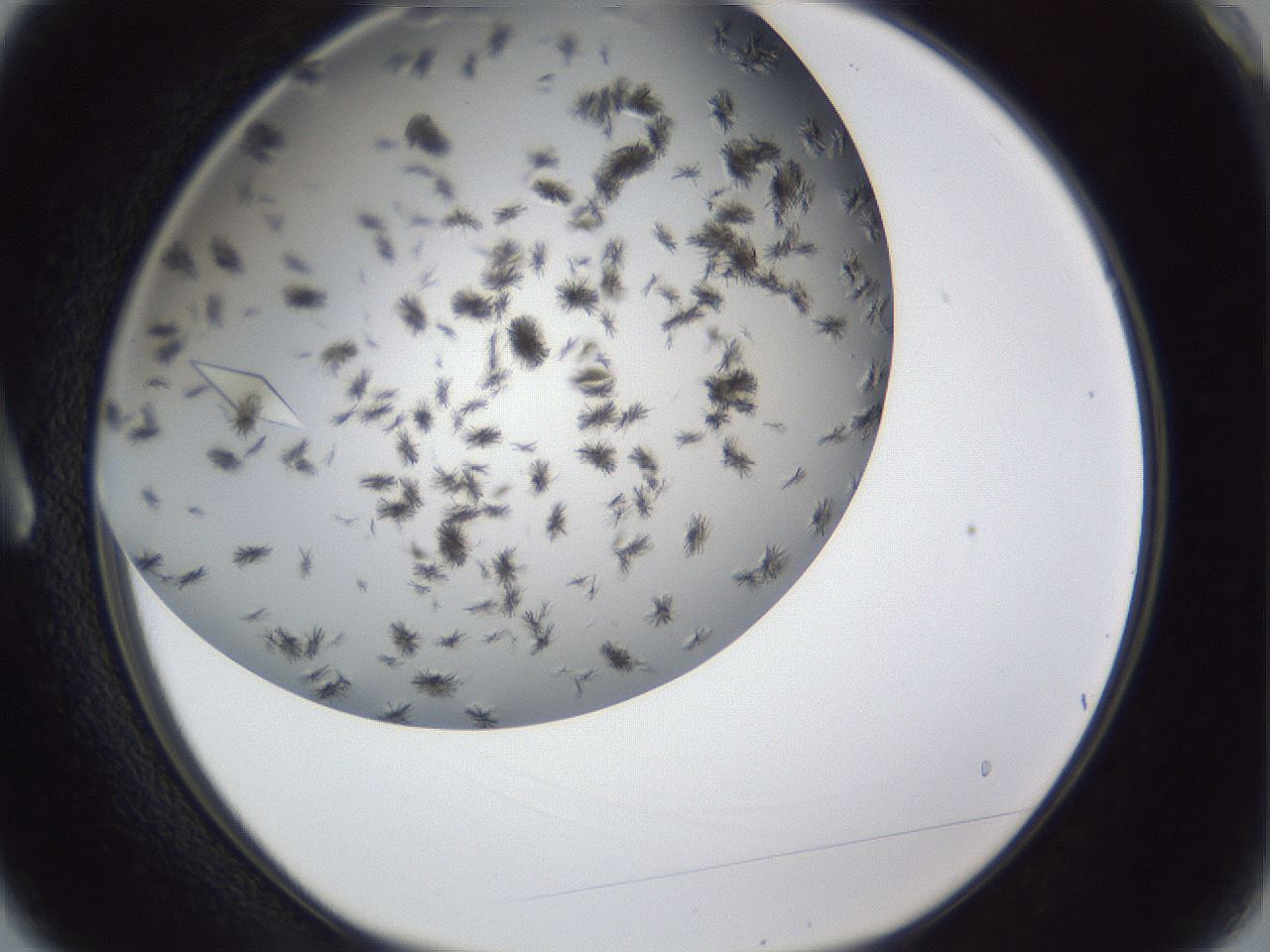 folderID899_plateID1899_batchID8128_wellNum3_profileID1_d1_r126958_ef.jpg