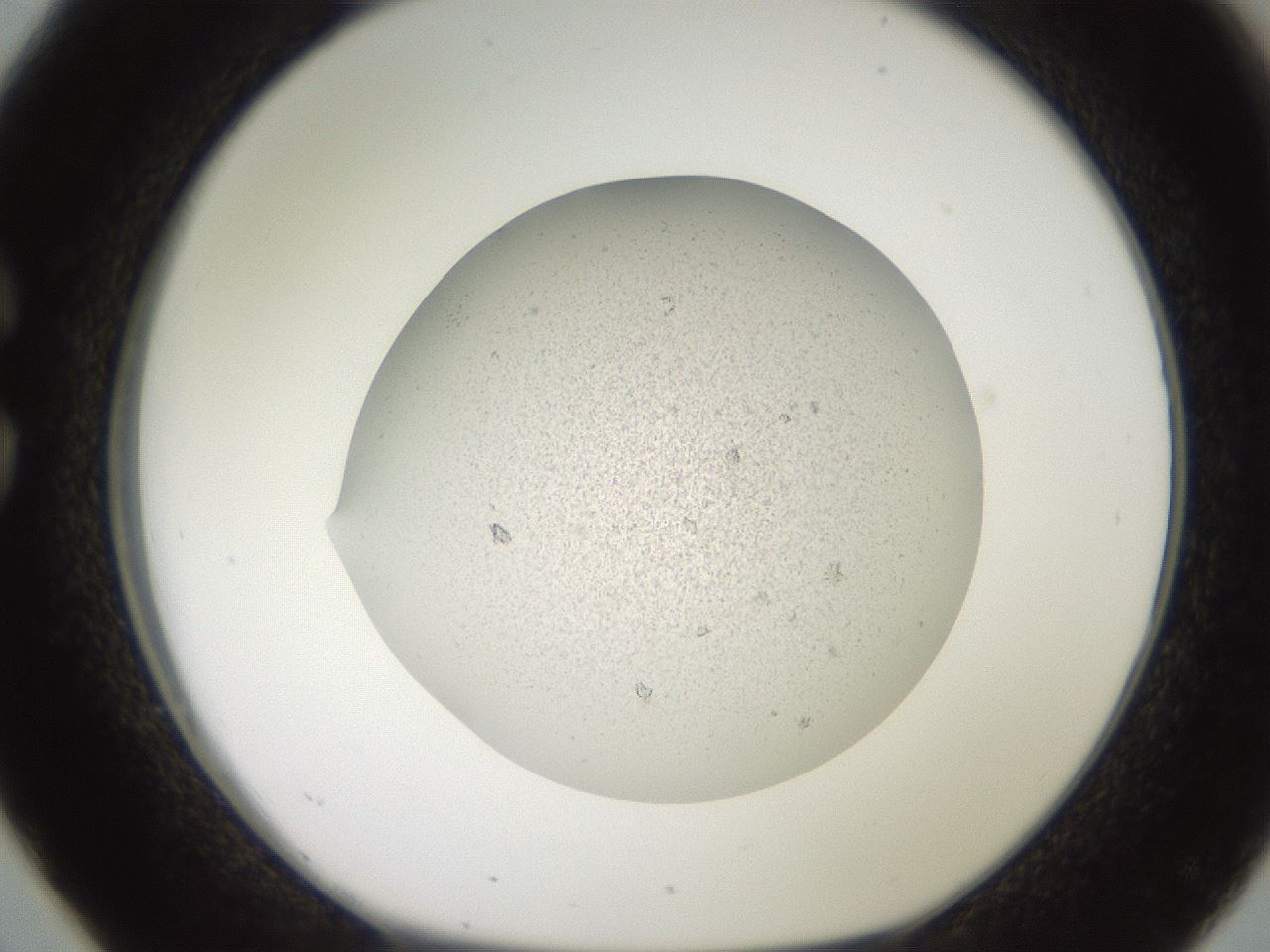 folderID629_plateID1629_batchID6827_wellNum26_profileID1_d1_r108972_ef.jpg