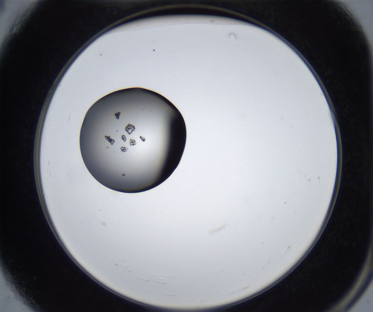 folderID629_plateID2629_batchID13258_wellNum4_profileID1_d2_r208625_ef.jpg