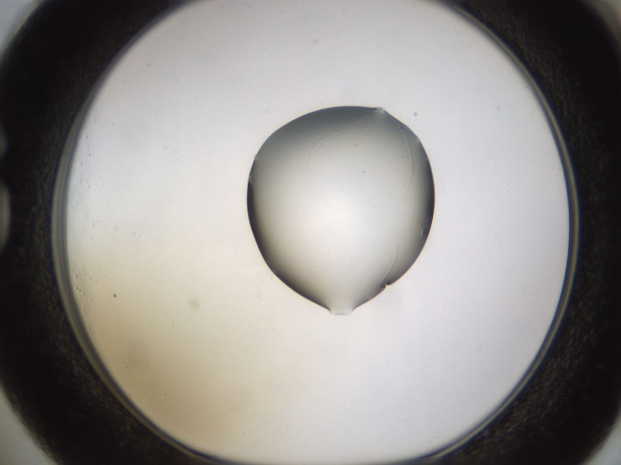 folderID633_plateID1633_batchID6839_wellNum73_profileID1_d1_r109979_ef.jpg