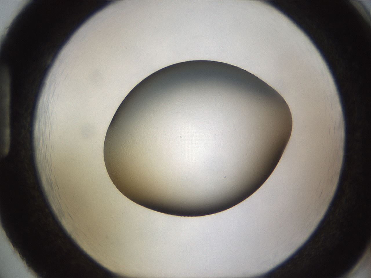 folderID633_plateID1633_batchID6839_wellNum86_profileID1_d1_r109992_ef.jpg