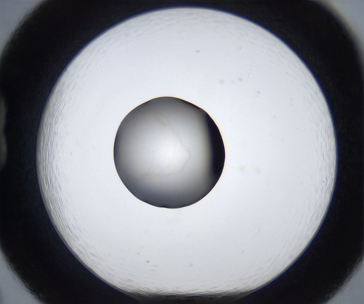 folderID633_plateID2633_batchID13264_wellNum20_profileID1_d1_r209040_ef.jpg