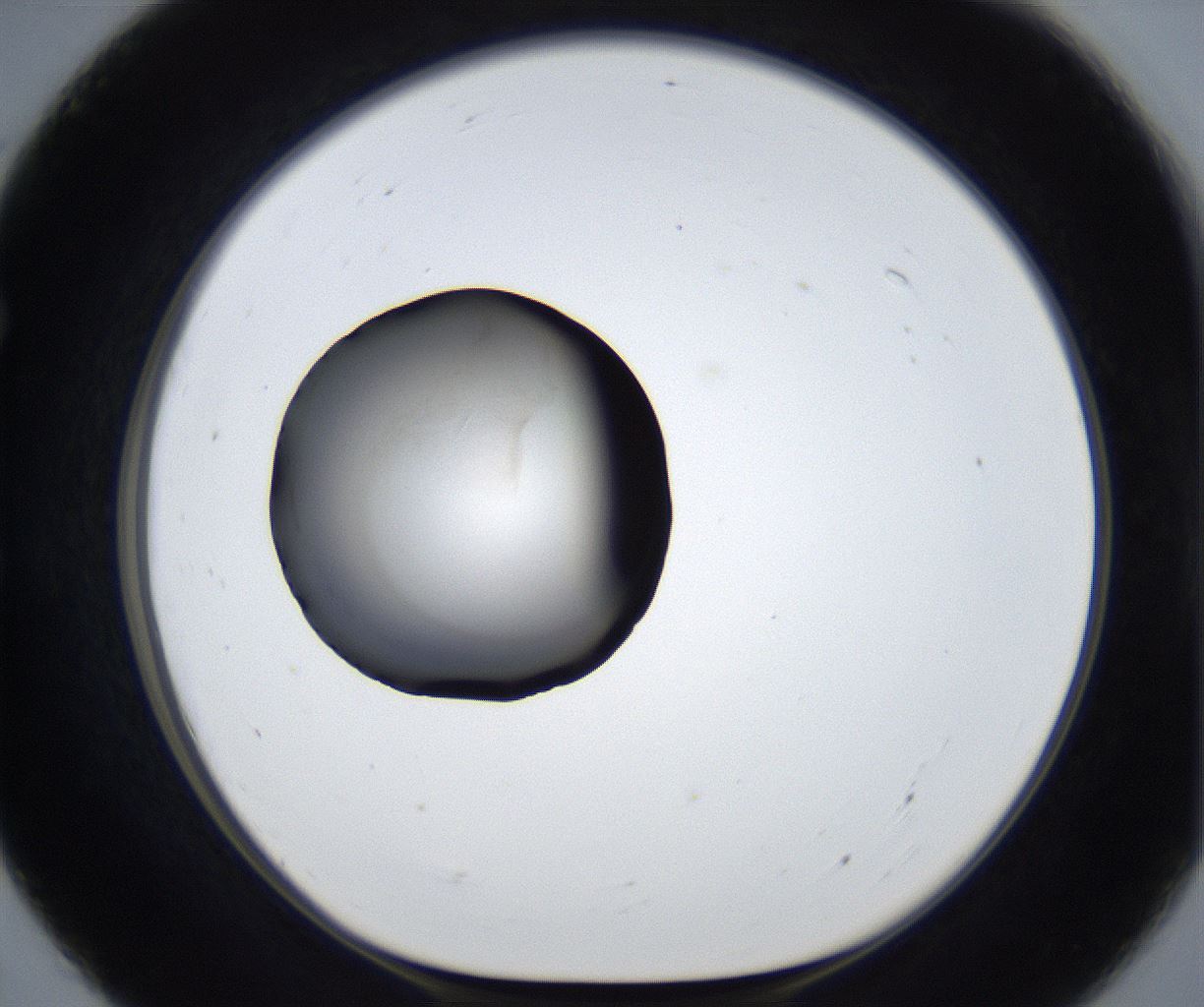 folderID633_plateID2633_batchID13264_wellNum55_profileID1_d1_r209110_ef.jpg