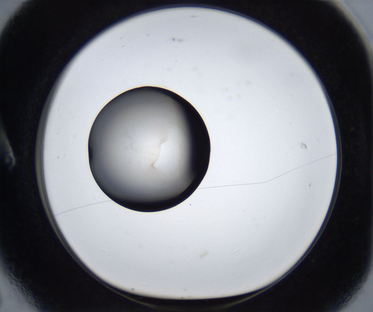 folderID633_plateID2633_batchID13264_wellNum6_profileID1_d1_r209012_ef.jpg
