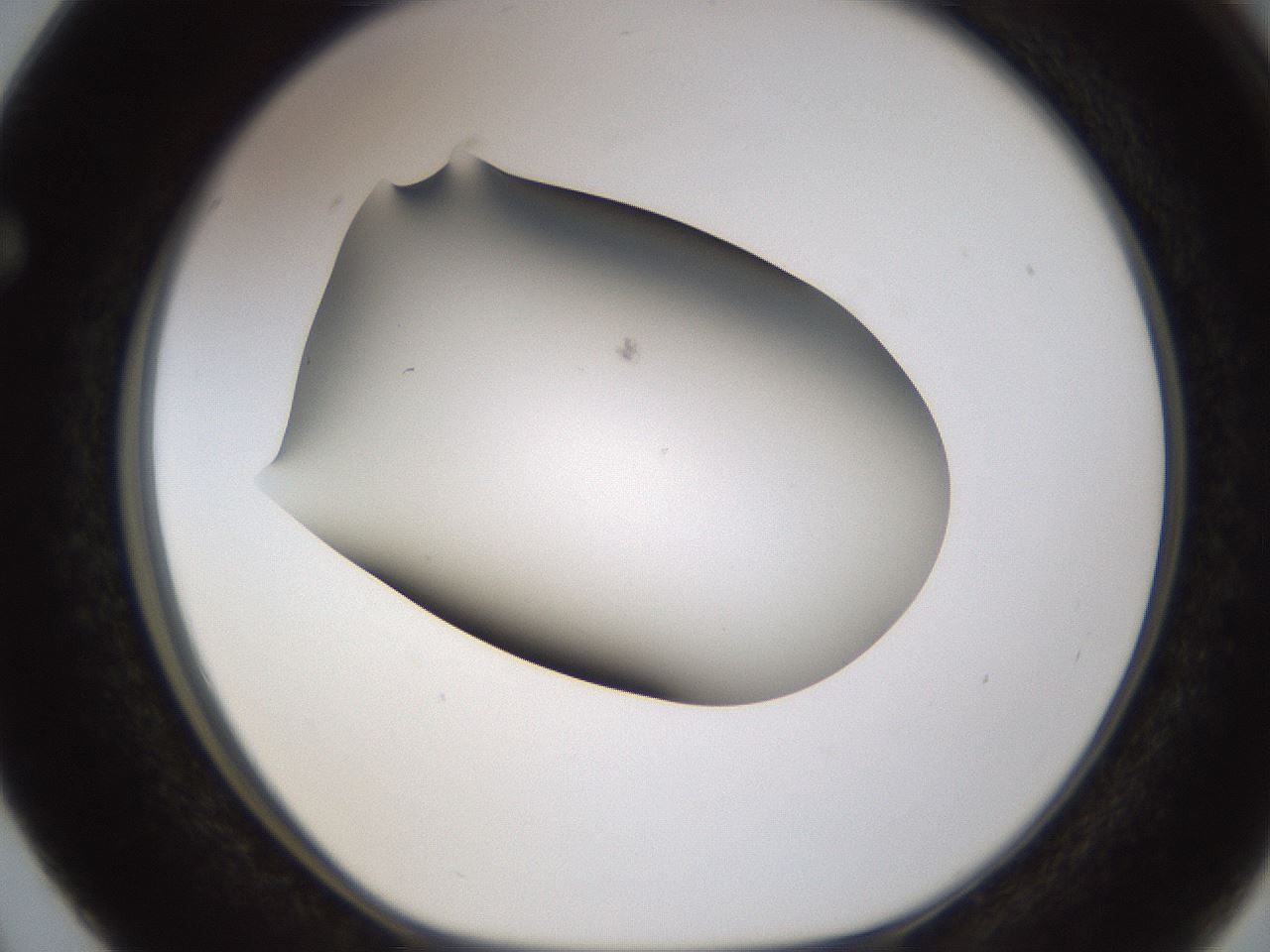 folderID635_plateID1635_batchID6835_wellNum63_profileID1_d1_r109551_ef.jpg