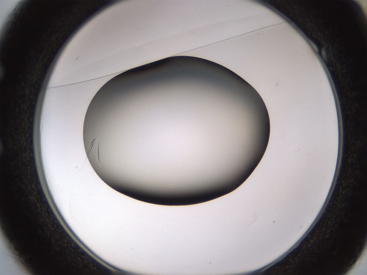 folderID636_plateID1636_batchID6834_wellNum49_profileID1_d1_r109331_ef.jpg