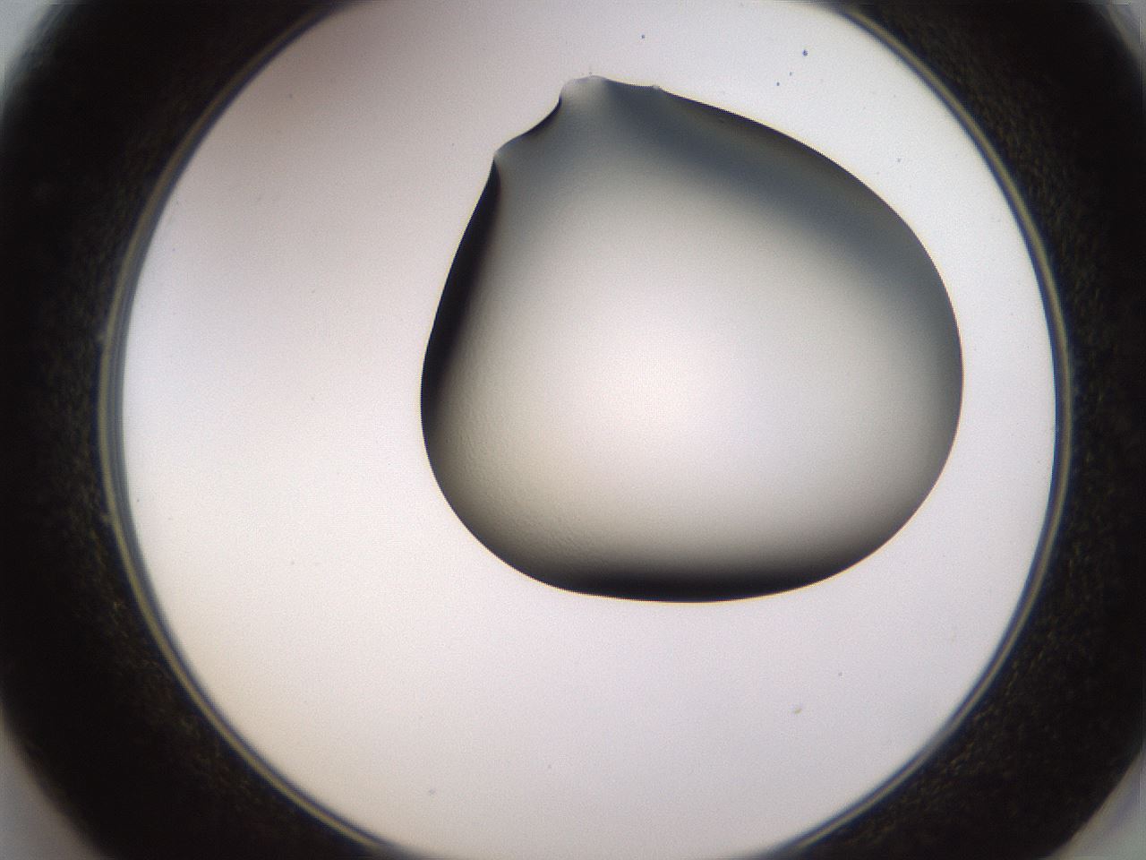folderID636_plateID1636_batchID6834_wellNum49_profileID1_d2_r109332_ef.jpg