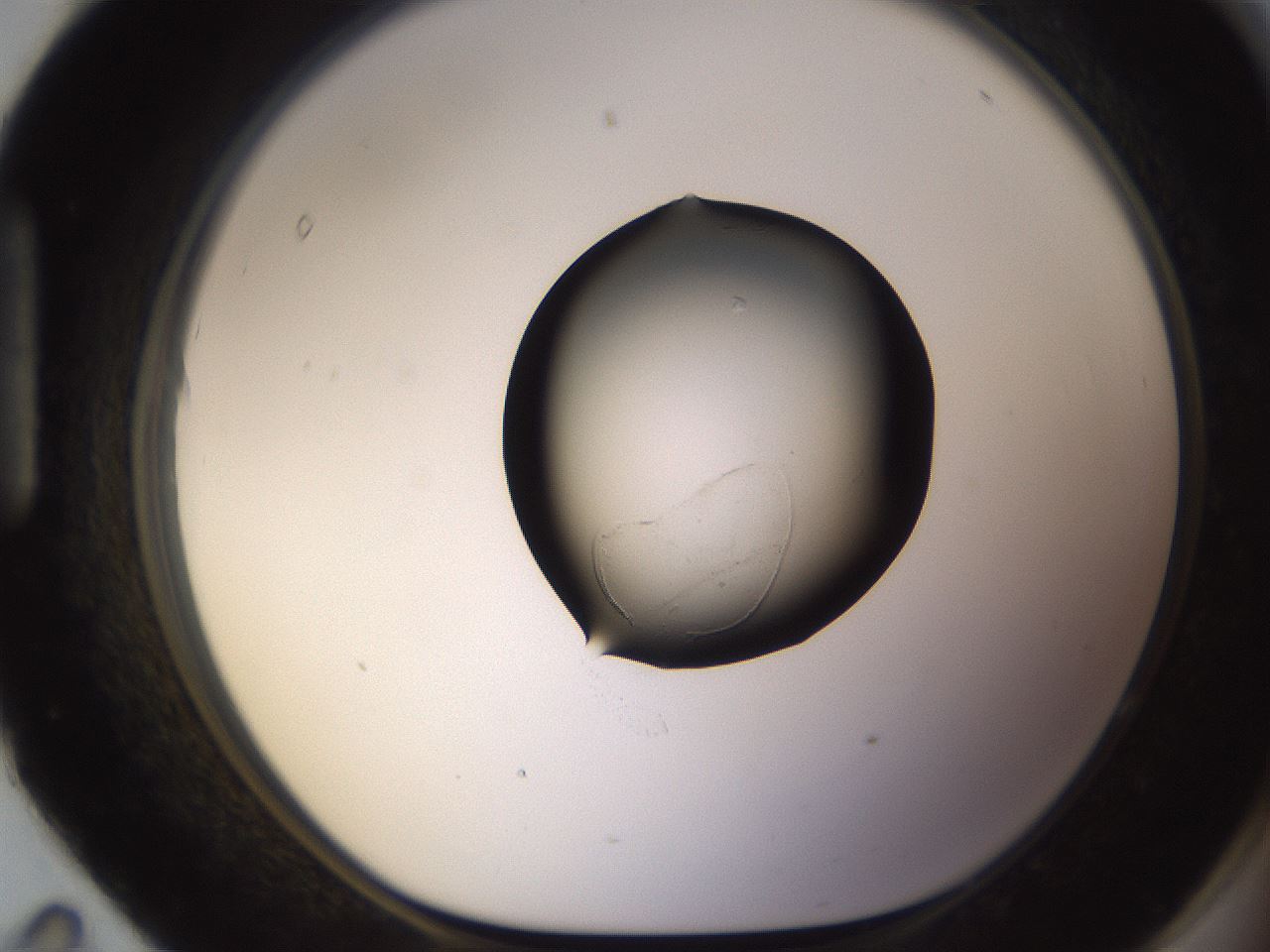 folderID635_plateID1635_batchID6835_wellNum95_profileID1_d1_r109615_ef.jpg