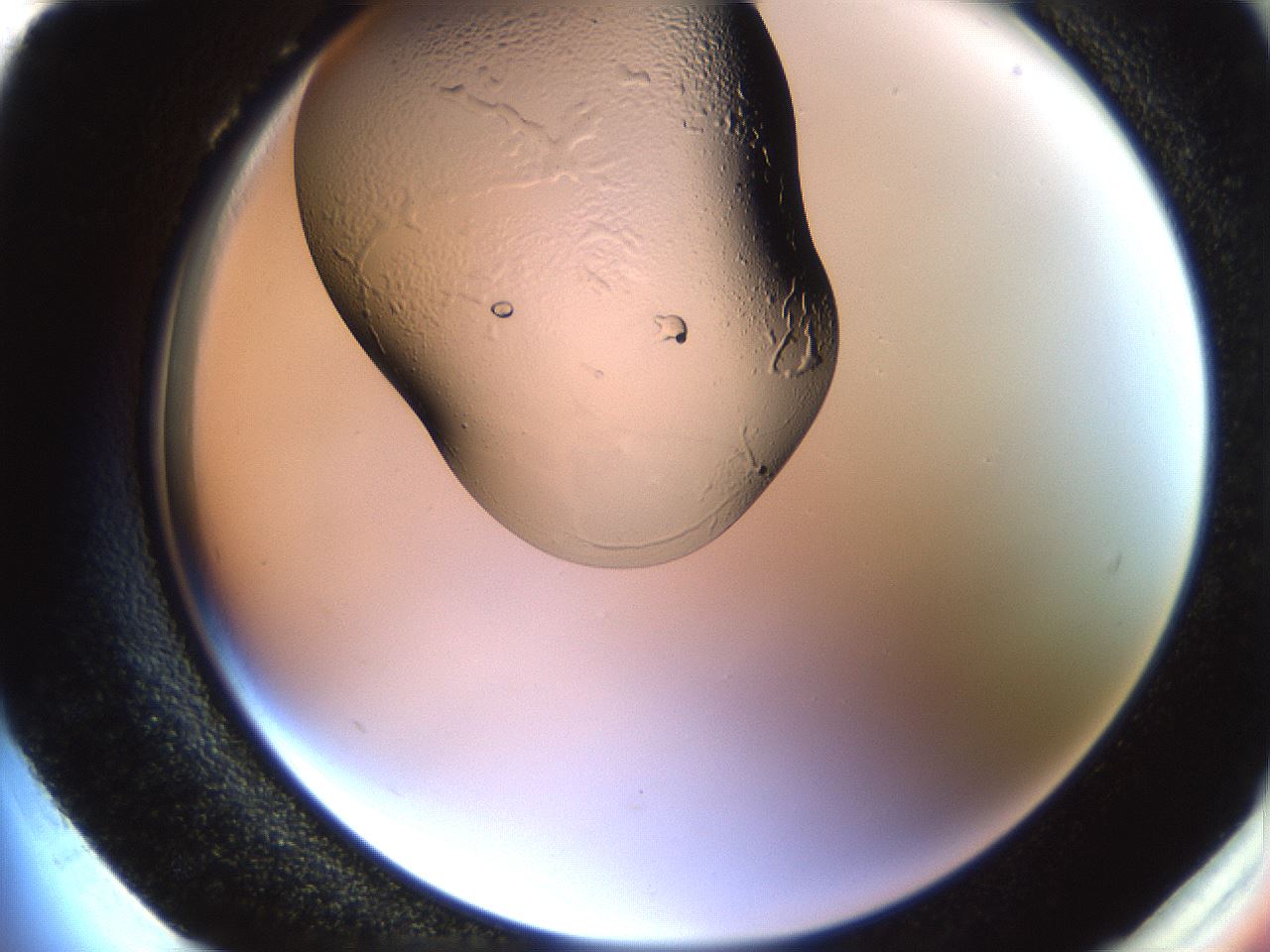 folderID636_plateID1636_batchID6834_wellNum96_profileID1_d2_r109426_ef.jpg