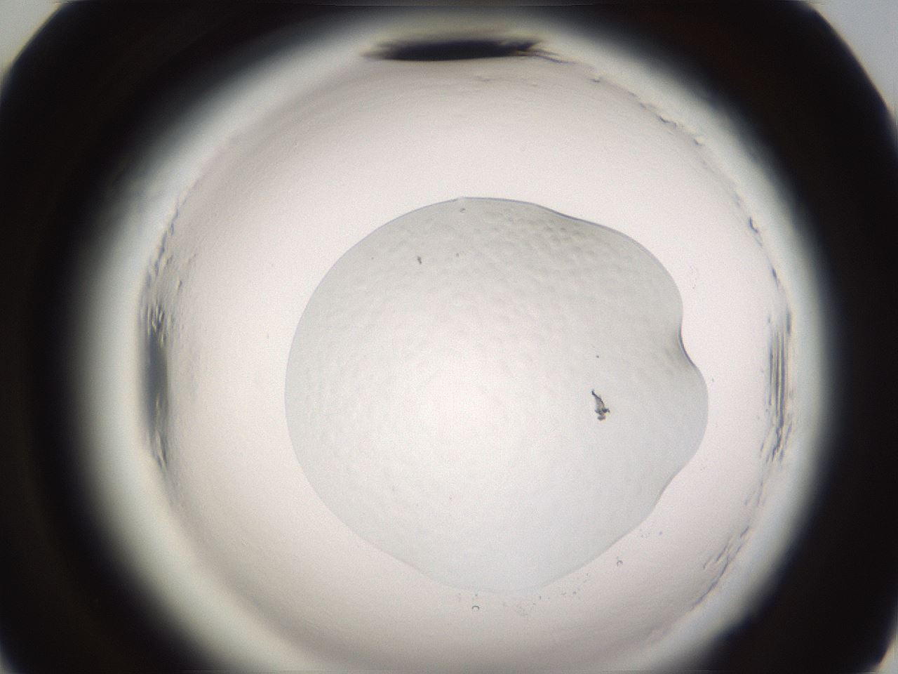 folderID637_plateID2637_batchID13389_wellNum70_profileID1_d2_r214111_ef.jpg
