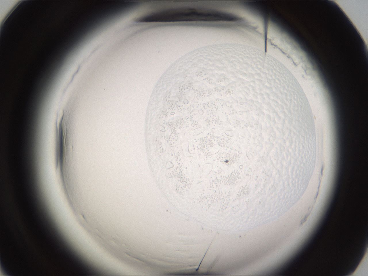folderID637_plateID2637_batchID13389_wellNum90_profileID1_d1_r214170_ef.jpg