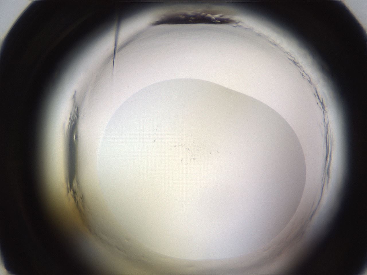 folderID638_plateID2638_batchID13386_wellNum22_profileID1_d1_r213102_ef.jpg
