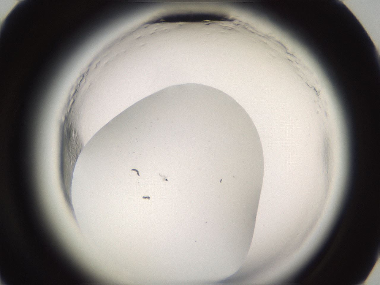 folderID638_plateID2638_batchID13386_wellNum68_profileID1_d3_r213242_ef.jpg