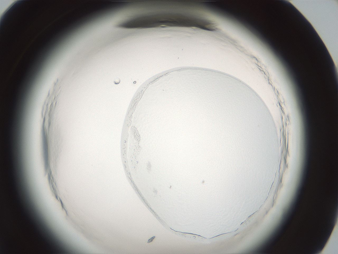 folderID639_plateID2639_batchID13383_wellNum95_profileID1_d1_r212745_ef.jpg