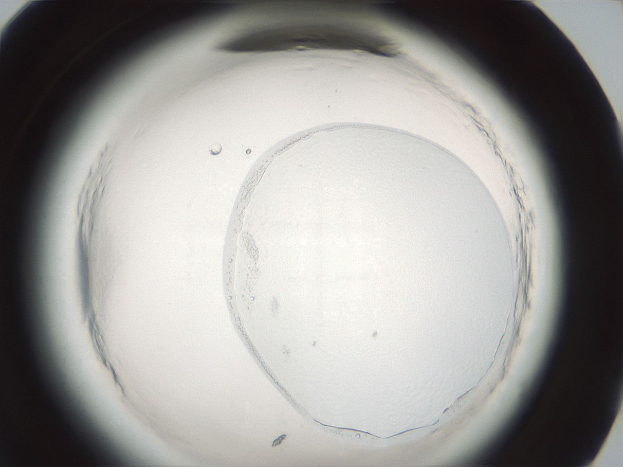 folderID639_plateID2639_batchID13504_wellNum95_profileID1_d1_r212745_ef.jpg