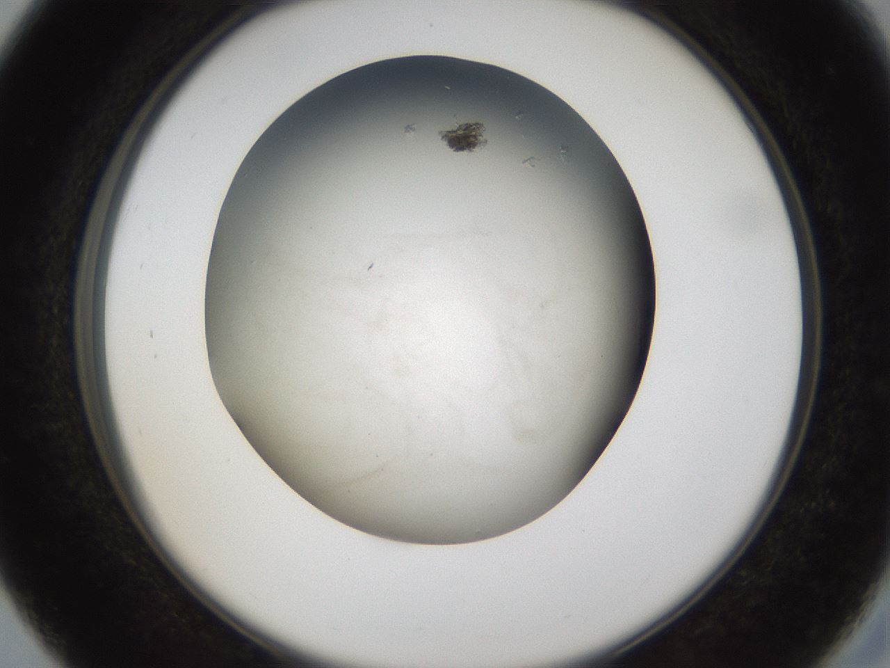 folderID63_plateID1063_batchID2592_wellNum27_profileID1_d2_r54378_ef.jpg