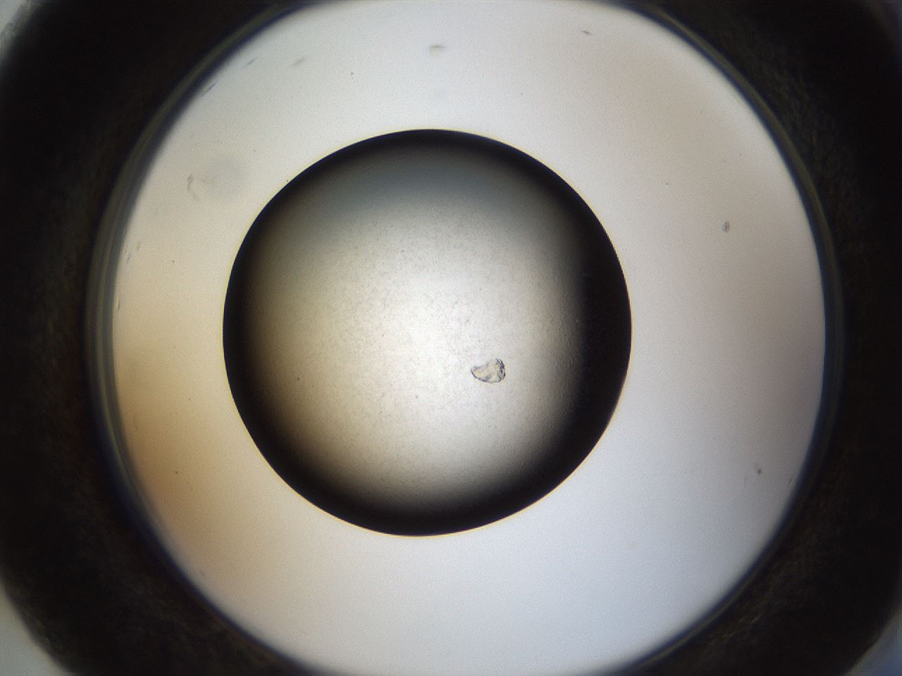 folderID63_plateID1063_batchID2592_wellNum92_profileID1_d2_r54508_ef.jpg