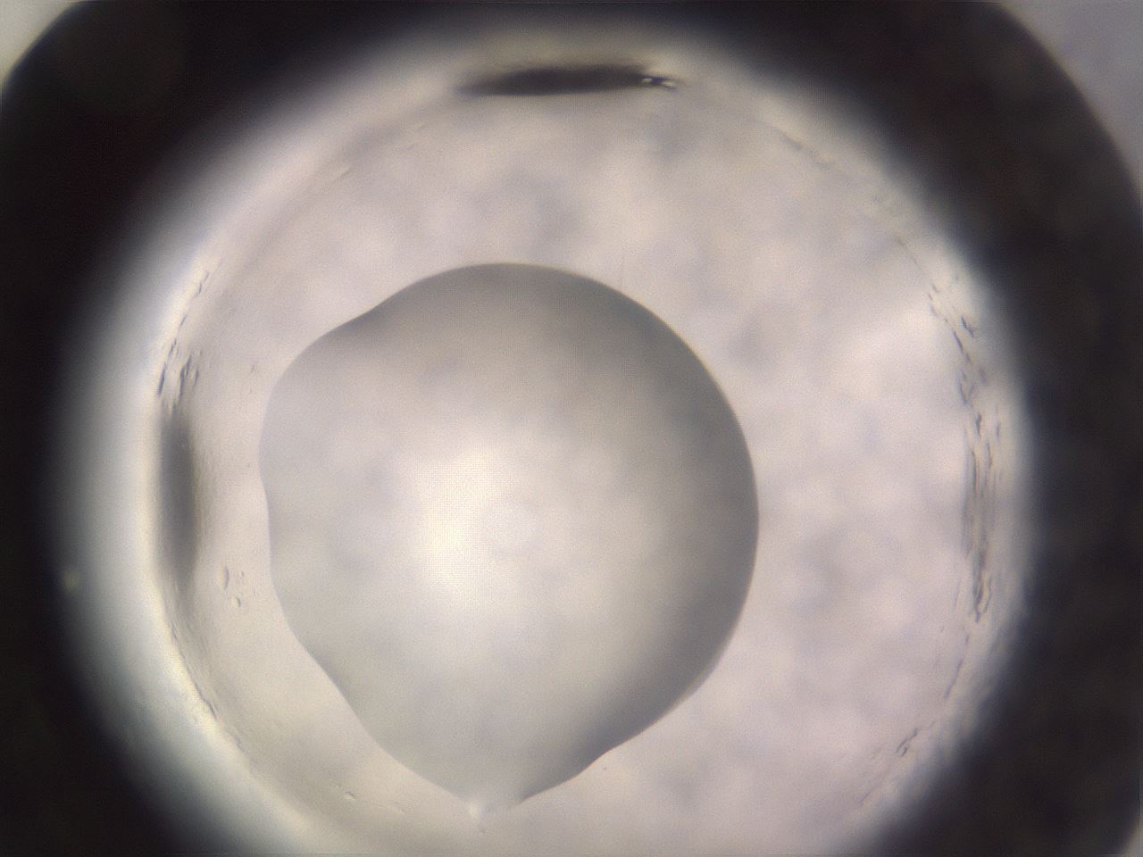 folderID640_plateID2640_batchID13391_wellNum82_profileID1_d2_r214723_ef.jpg