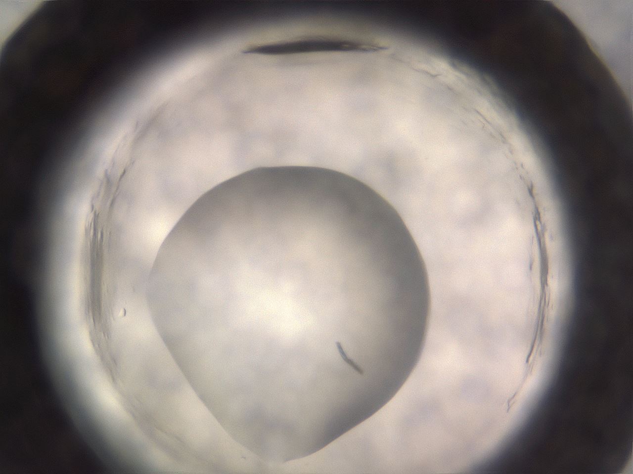 folderID640_plateID2640_batchID13391_wellNum83_profileID1_d2_r214726_ef.jpg