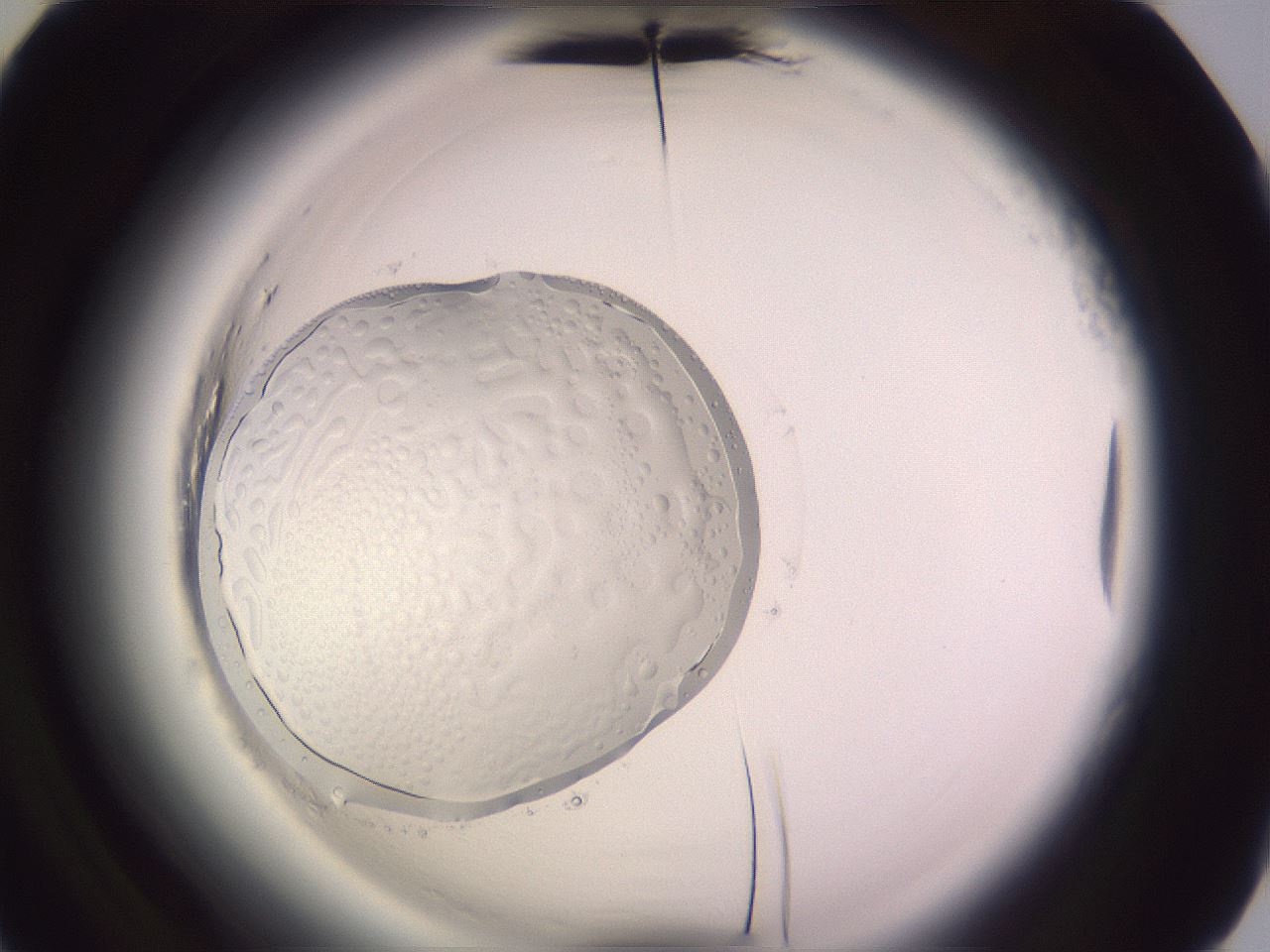 folderID640_plateID2640_batchID13391_wellNum88_profileID1_d2_r214741_ef.jpg