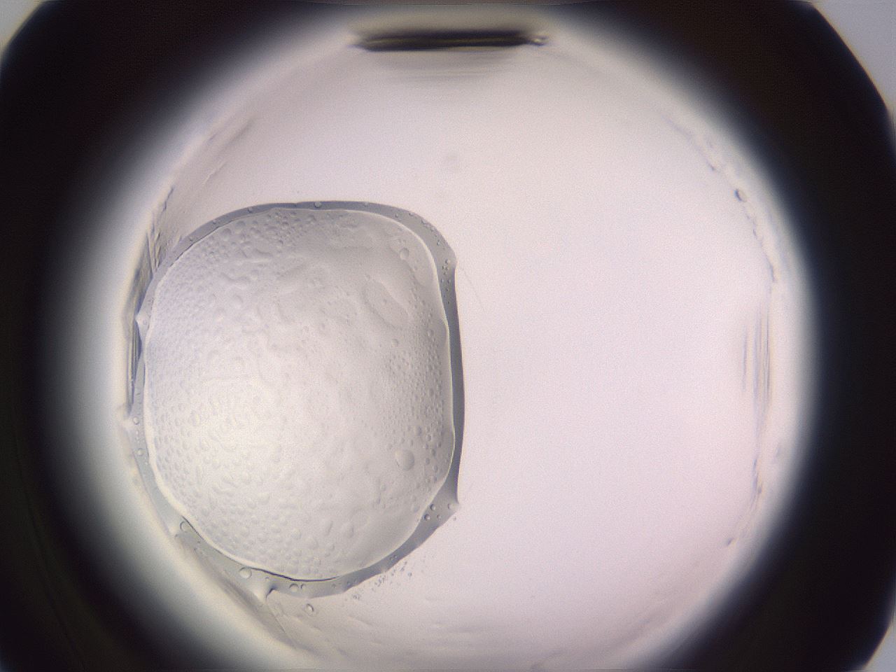 folderID640_plateID2640_batchID13391_wellNum89_profileID1_d2_r214744_ef.jpg