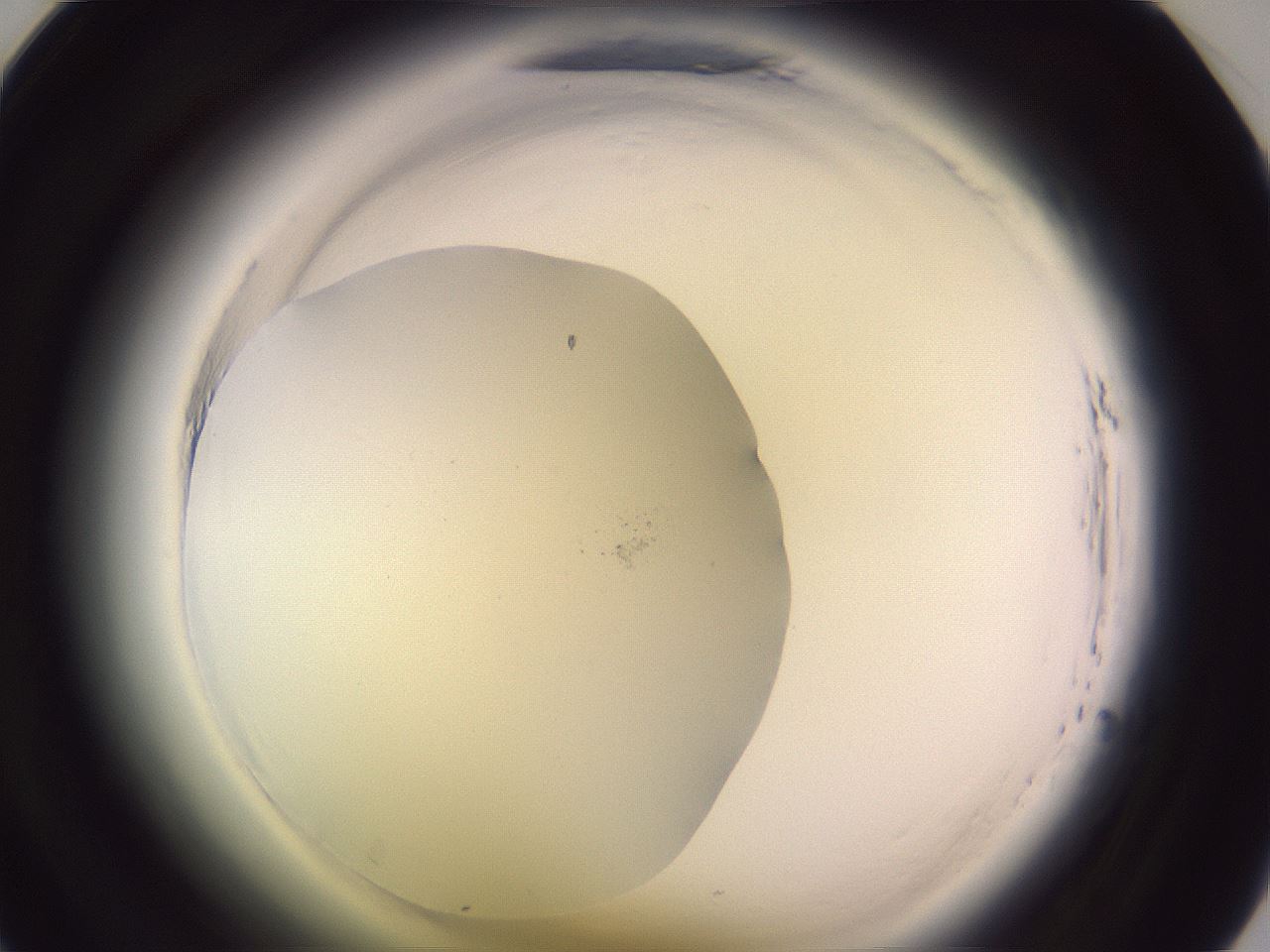 folderID640_plateID2640_batchID13518_wellNum33_profileID1_d1_r214575_ef.jpg