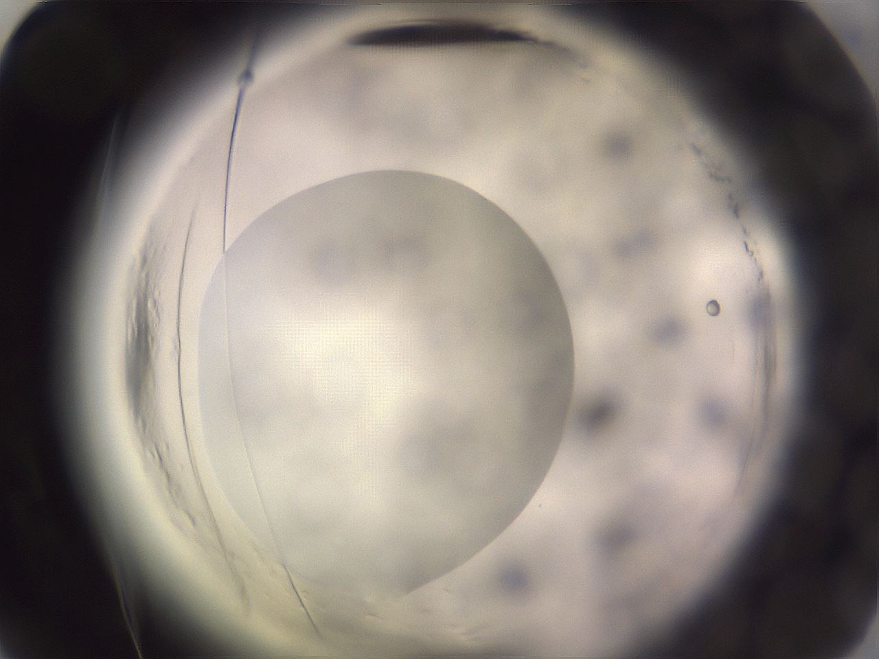 folderID640_plateID2640_batchID13518_wellNum54_profileID1_d2_r214639_ef.jpg