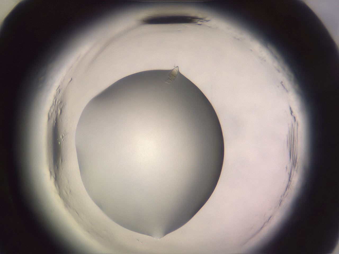 folderID640_plateID2640_batchID13518_wellNum58_profileID1_d2_r214651_ef.jpg