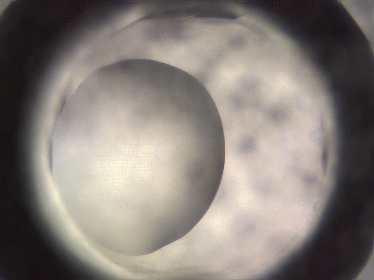 folderID640_plateID2640_batchID13518_wellNum75_profileID1_d1_r214701_ef.jpg