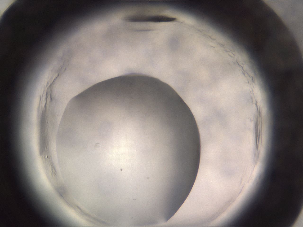 folderID640_plateID2640_batchID13518_wellNum83_profileID1_d3_r214727_ef.jpg