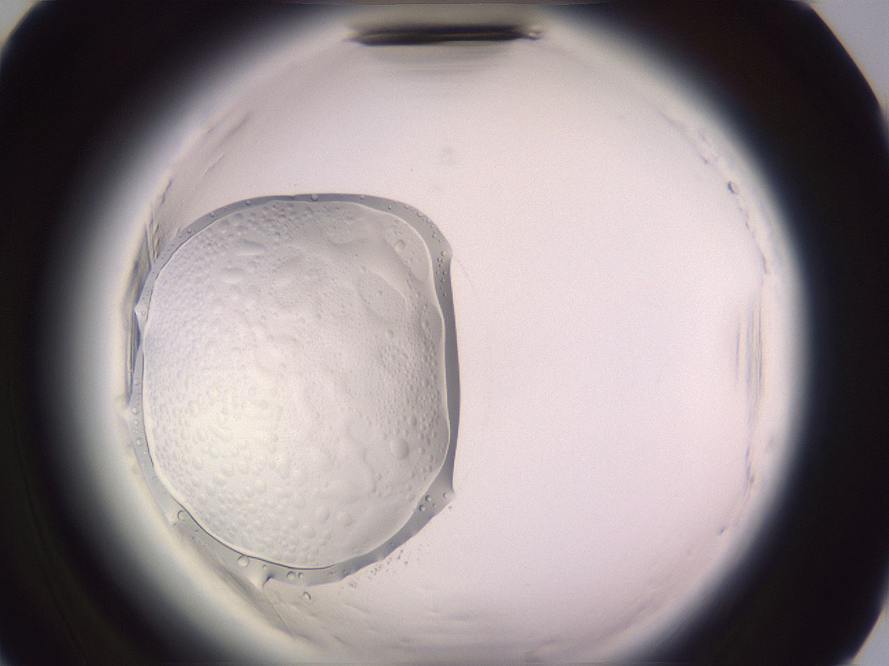 folderID640_plateID2640_batchID13518_wellNum89_profileID1_d2_r214744_ef.jpg