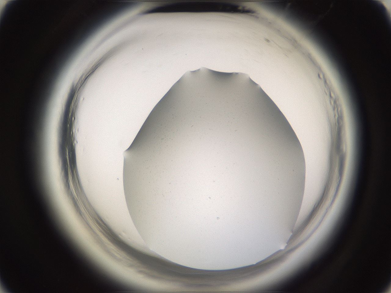 folderID644_plateID2644_batchID13395_wellNum44_profileID1_d3_r215474_ef.jpg