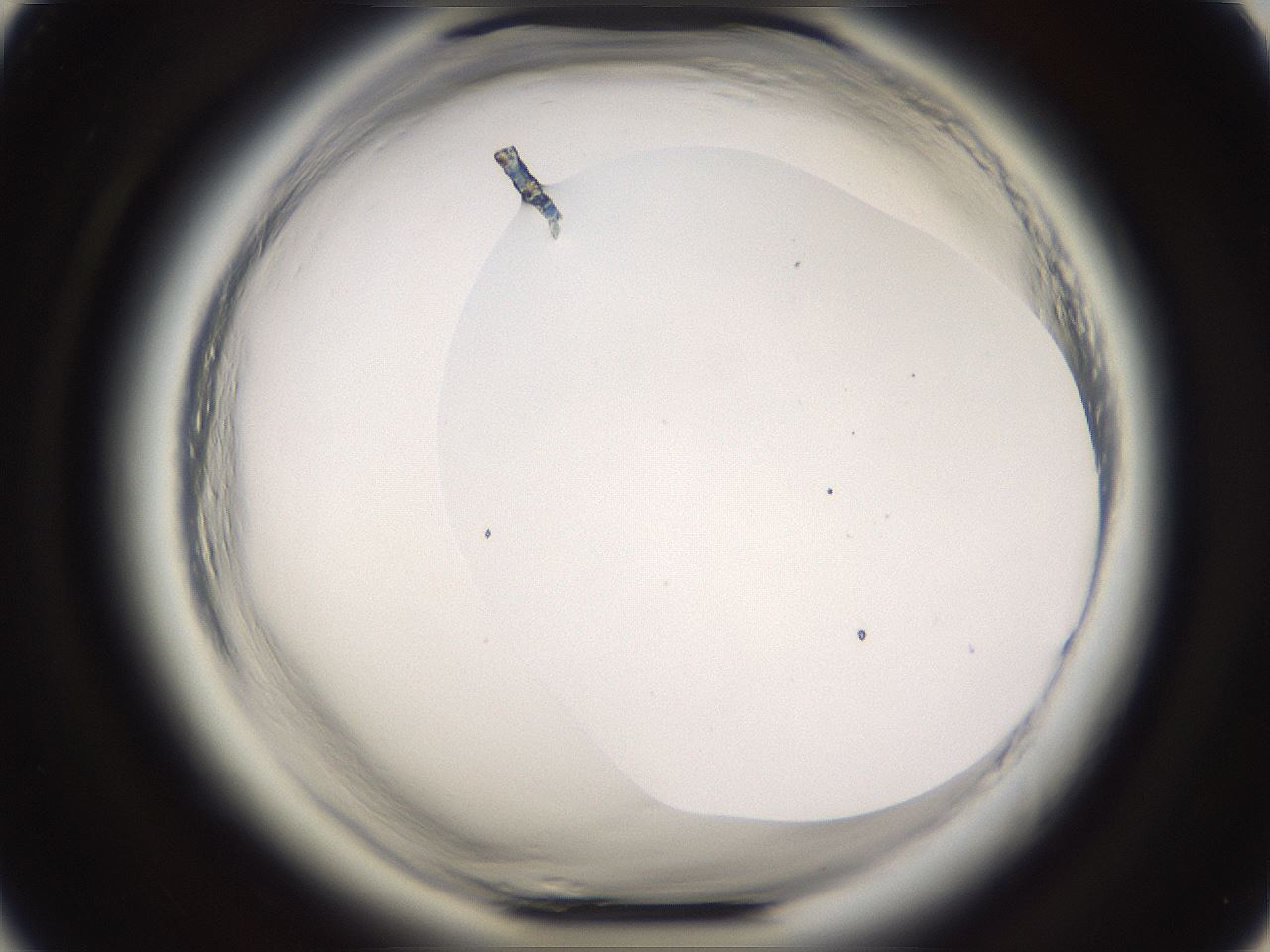 folderID645_plateID2645_batchID13392_wellNum59_profileID1_d1_r214941_ef.jpg