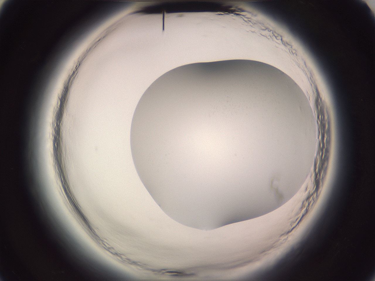 folderID647_plateID2647_batchID13509_wellNum52_profileID1_d2_r213769_ef.jpg