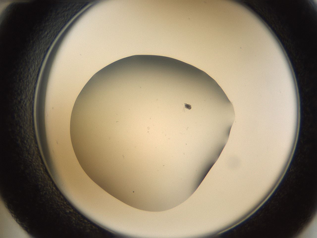 folderID64_plateID1064_batchID2593_wellNum48_profileID1_d2_r54612_ef.jpg