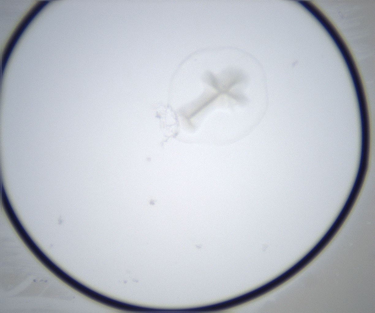 folderID657_plateID2657_batchID13497_wellNum66_profileID1_d1_r212401_ef.jpg