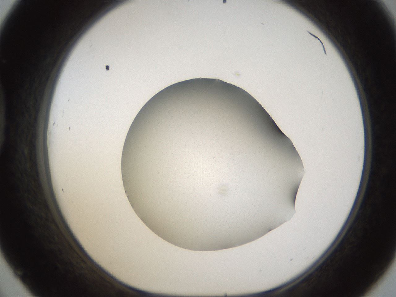 folderID65_plateID1065_batchID2589_wellNum45_profileID1_d1_r53837_ef.jpg