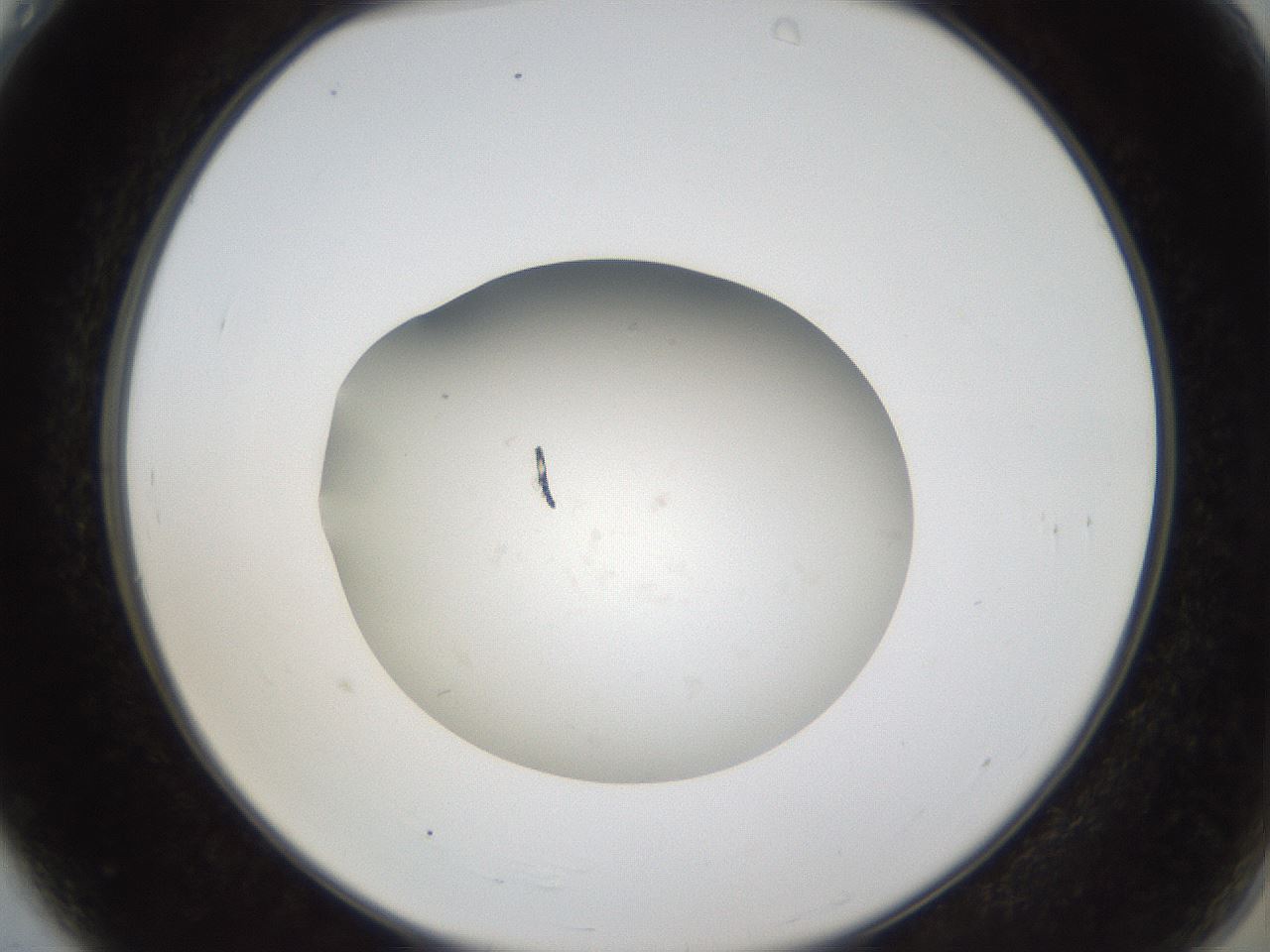 folderID65_plateID1065_batchID2589_wellNum4_profileID1_d2_r53756_ef.jpg