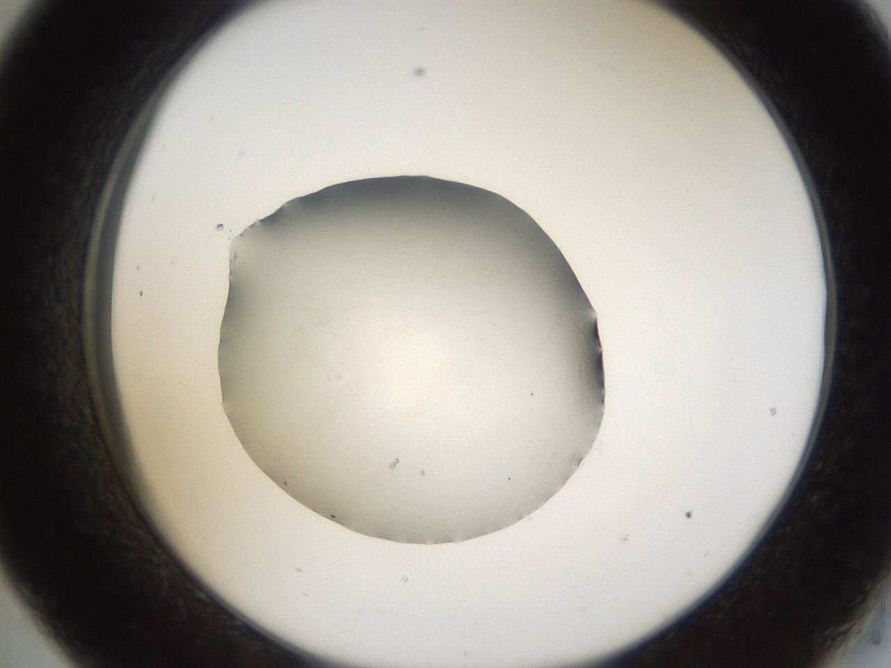 folderID65_plateID1065_batchID2589_wellNum33_profileID1_d2_r53814_ef.jpg