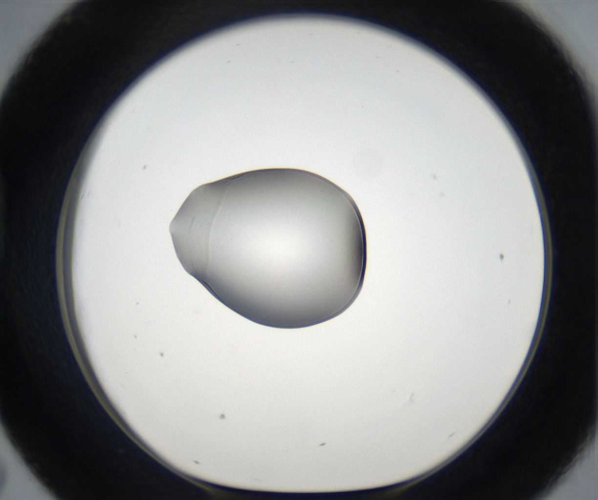 folderID65_plateID2065_batchID9500_wellNum43_profileID1_d1_r142210_ef.jpg
