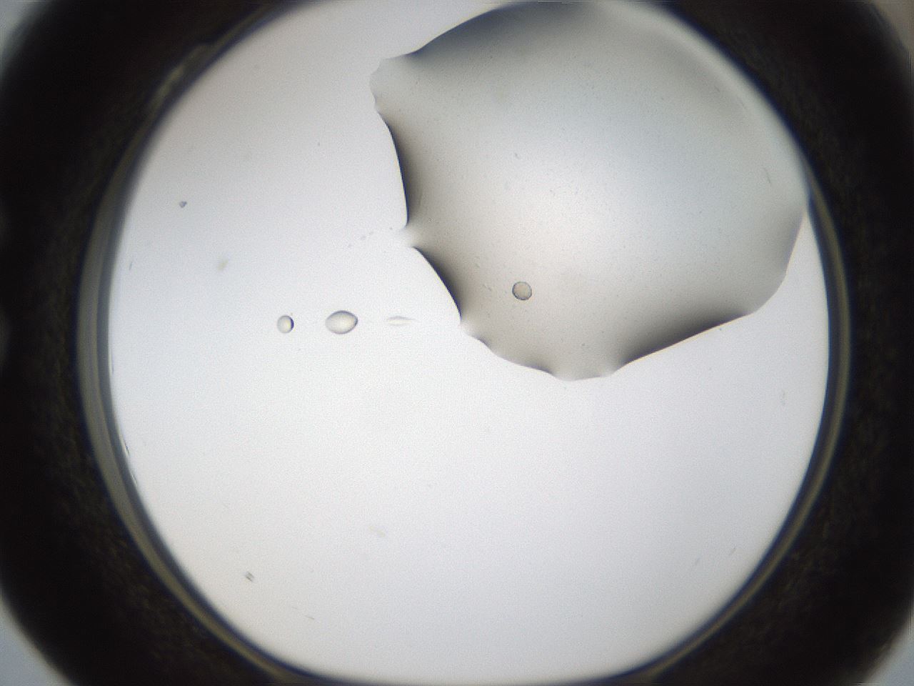 folderID65_plateID1065_batchID2589_wellNum28_profileID1_d1_r53803_ef.jpg