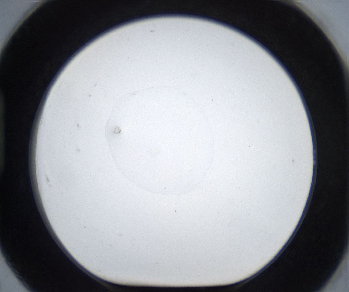 folderID669_plateID2669_batchID13522_wellNum91_profileID1_d1_r216033_ef.jpg