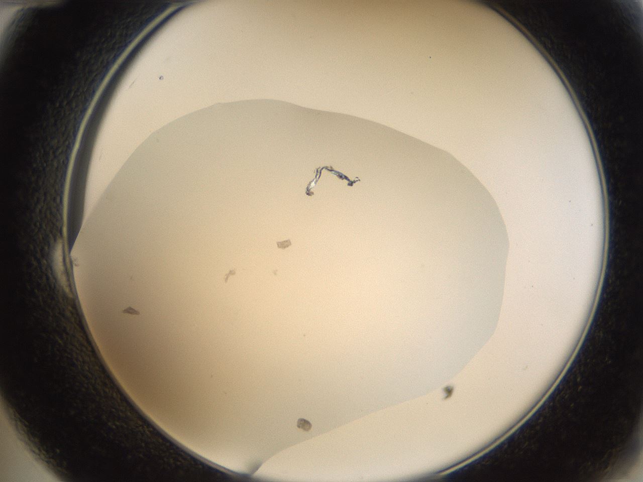 folderID66_plateID1066_batchID2588_wellNum24_profileID1_d2_r53604_ef.jpg