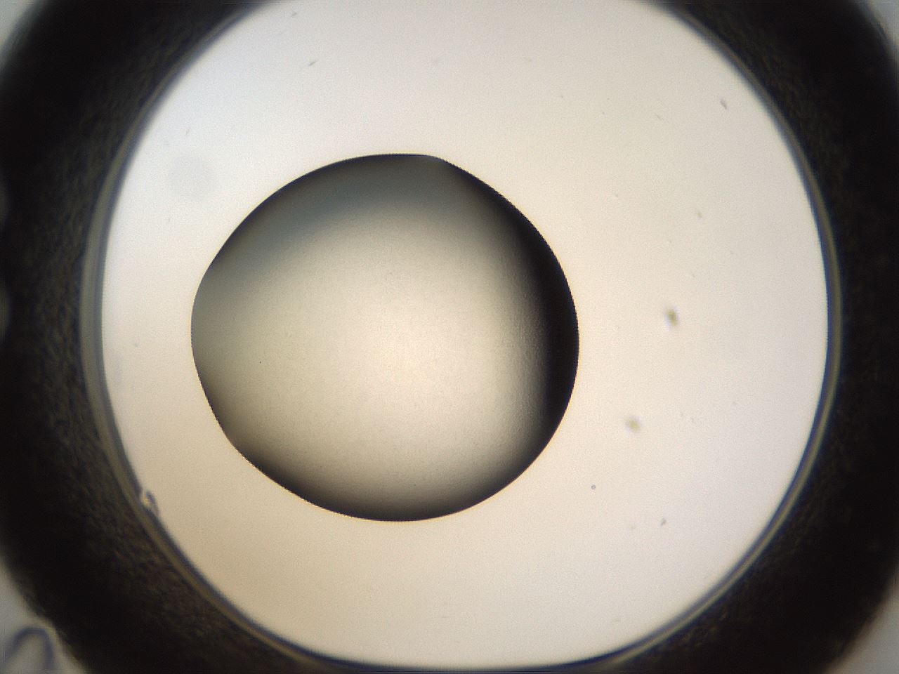 folderID66_plateID1066_batchID2588_wellNum35_profileID1_d1_r53625_ef.jpg