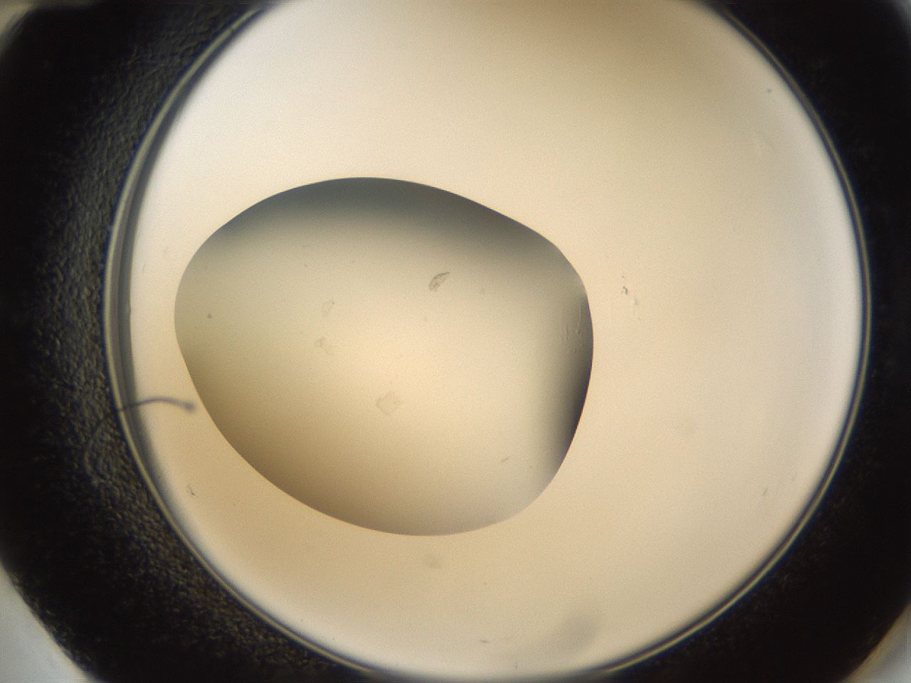folderID66_plateID1066_batchID2588_wellNum60_profileID1_d2_r53676_ef.jpg
