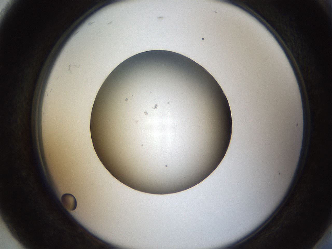 folderID66_plateID1066_batchID2588_wellNum92_profileID1_d2_r53740_ef.jpg
