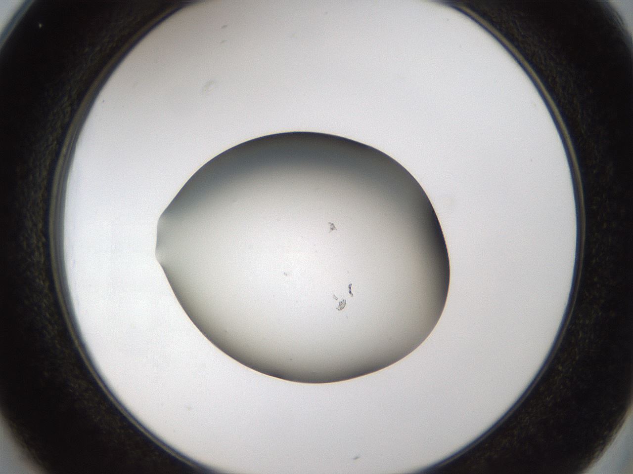 folderID67_plateID1067_batchID2590_wellNum25_profileID1_d2_r53990_ef.jpg