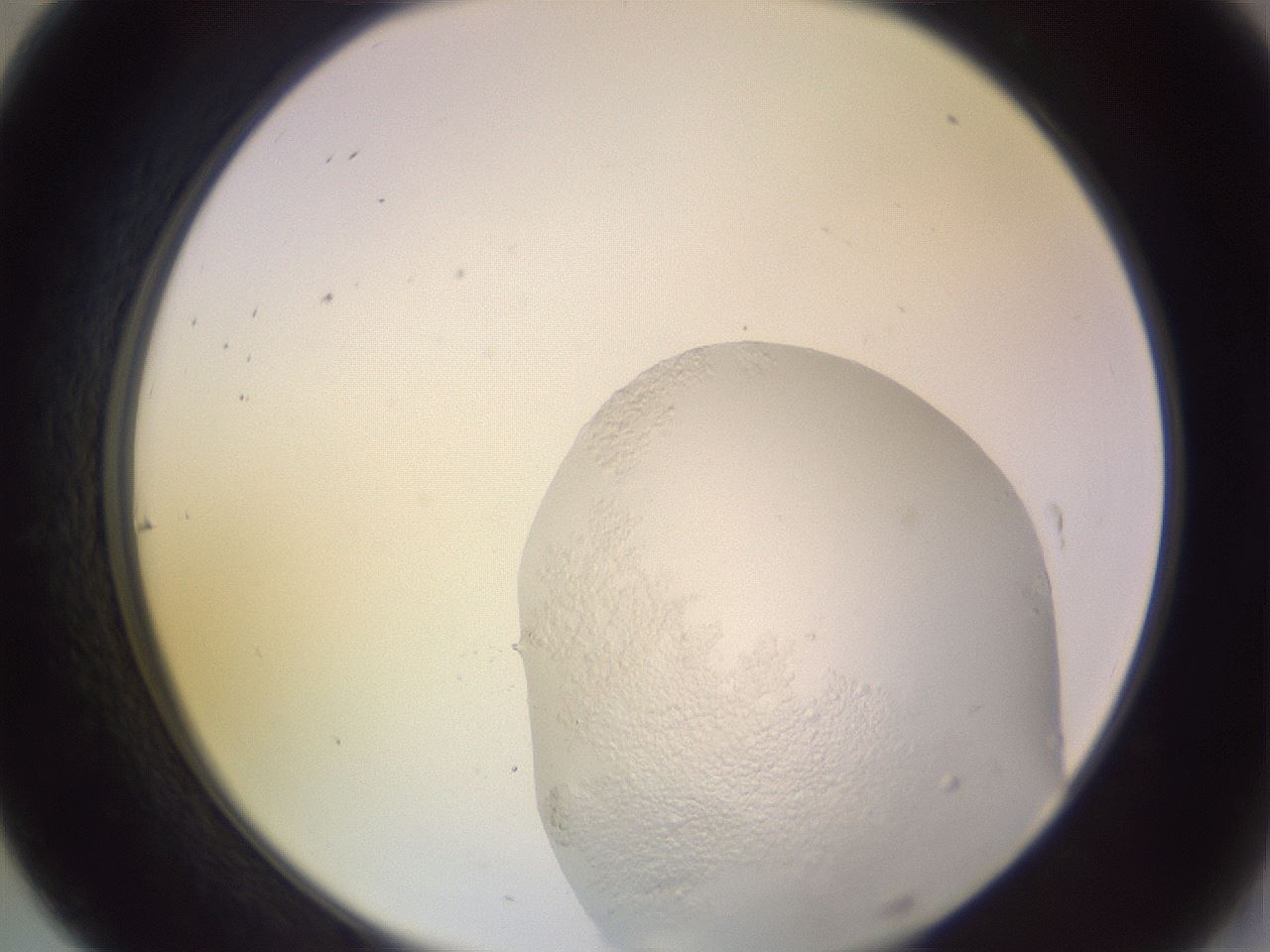 folderID683_plateID2683_batchID13872_wellNum31_profileID1_d2_r217252_ef.jpg