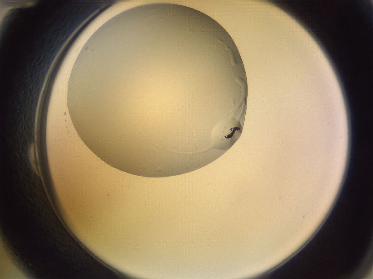 folderID685_plateID2685_batchID13898_wellNum24_profileID1_d2_r218390_ef.jpg